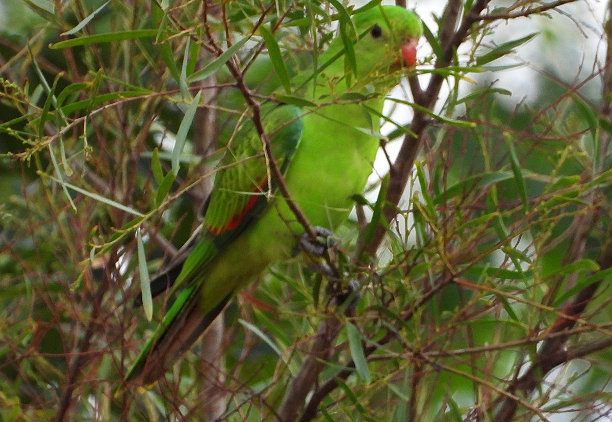 Red-winged Parrot - ML638215913