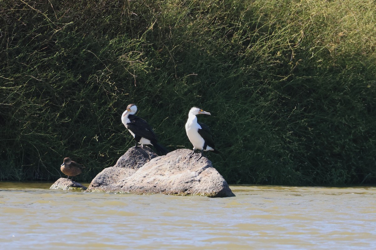 Cormoran varié - ML638215920