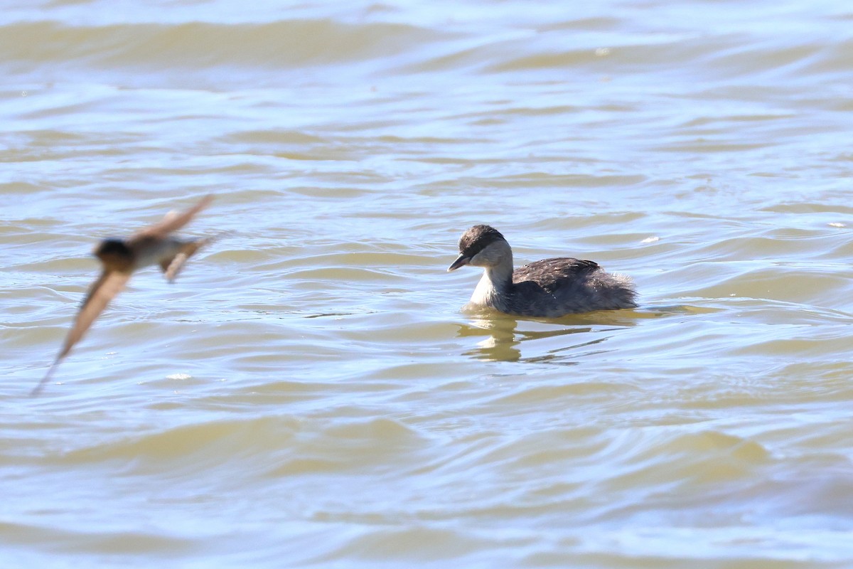 Hoary-headed Grebe - ML638215923