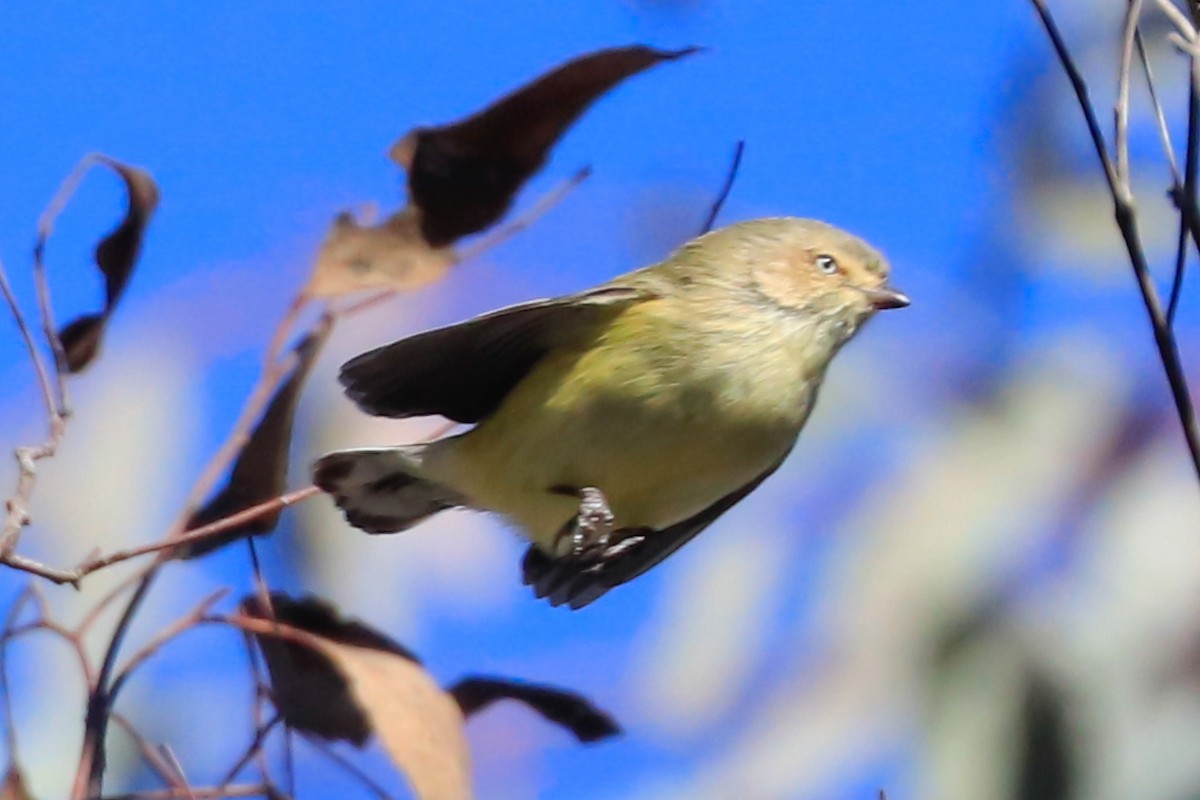Weebill - ML638215925