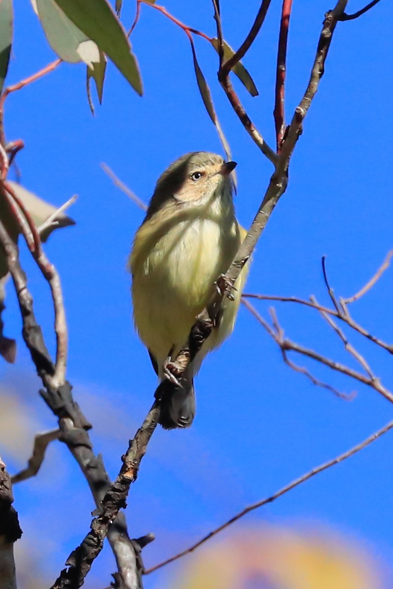 Weebill - ML638215926
