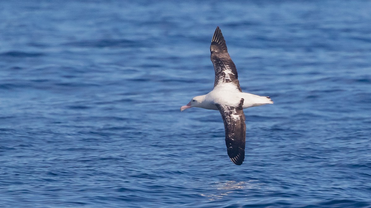 albatros jižní (ssp. gibsoni) - ML638215936
