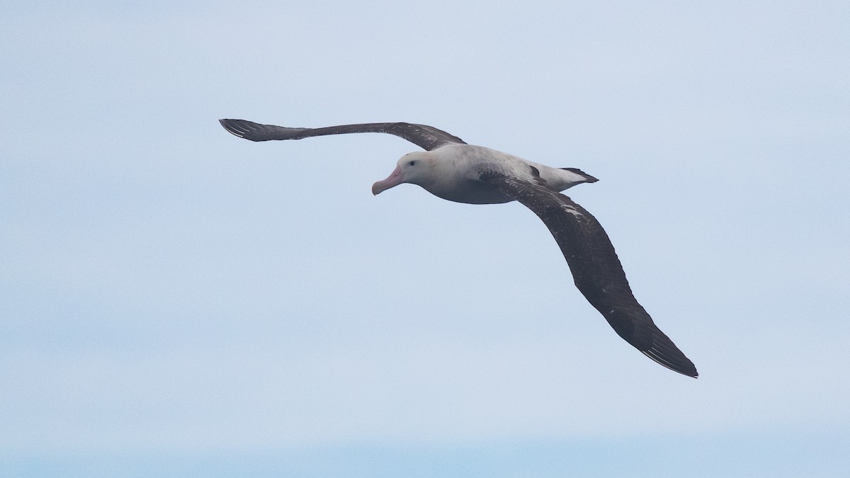 albatros jižní (ssp. gibsoni) - ML638215937