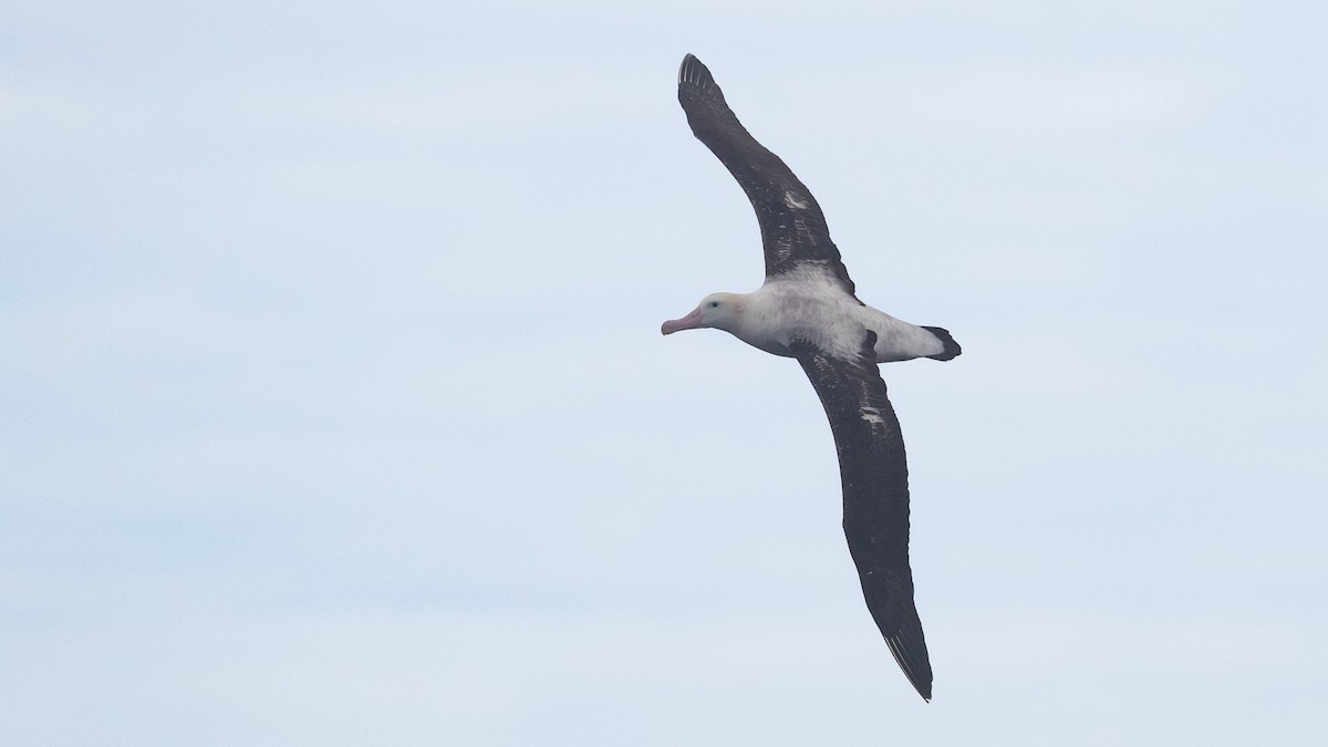 albatros jižní (ssp. gibsoni) - ML638215938