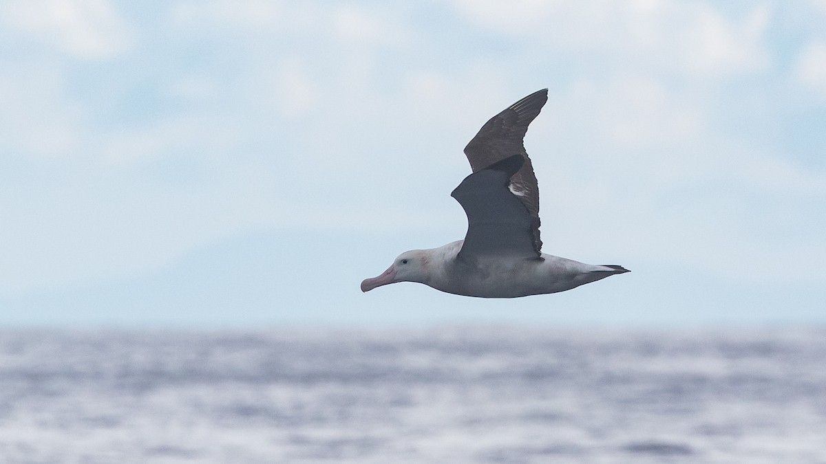 albatros jižní (ssp. gibsoni) - ML638215939