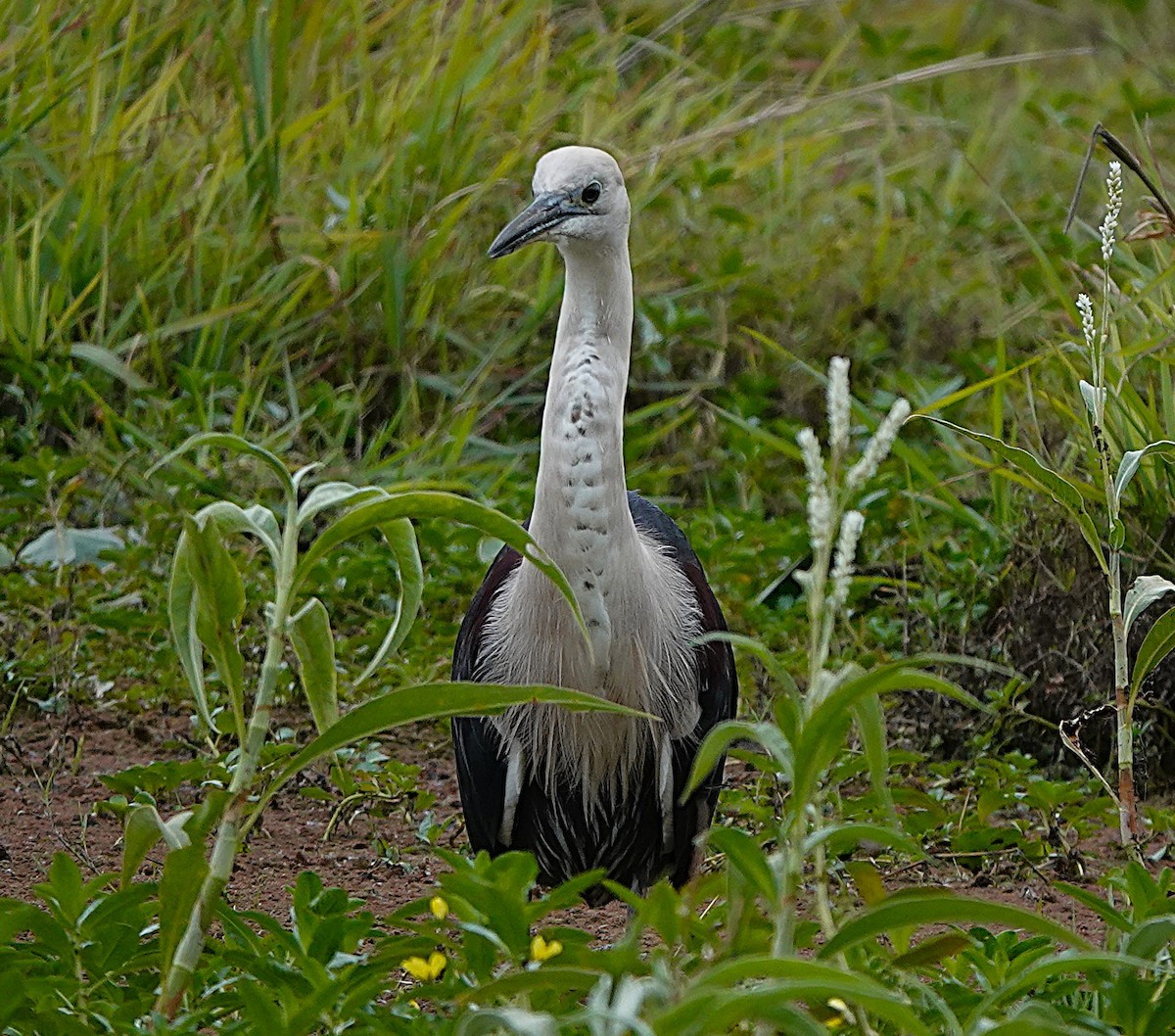 Pacific Heron - ML638215953