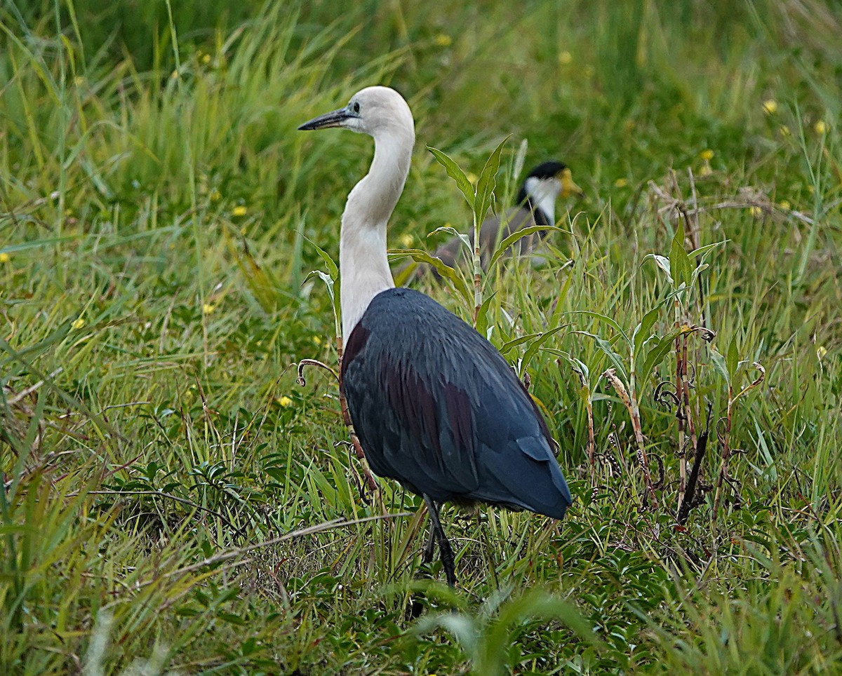 Pacific Heron - ML638215957