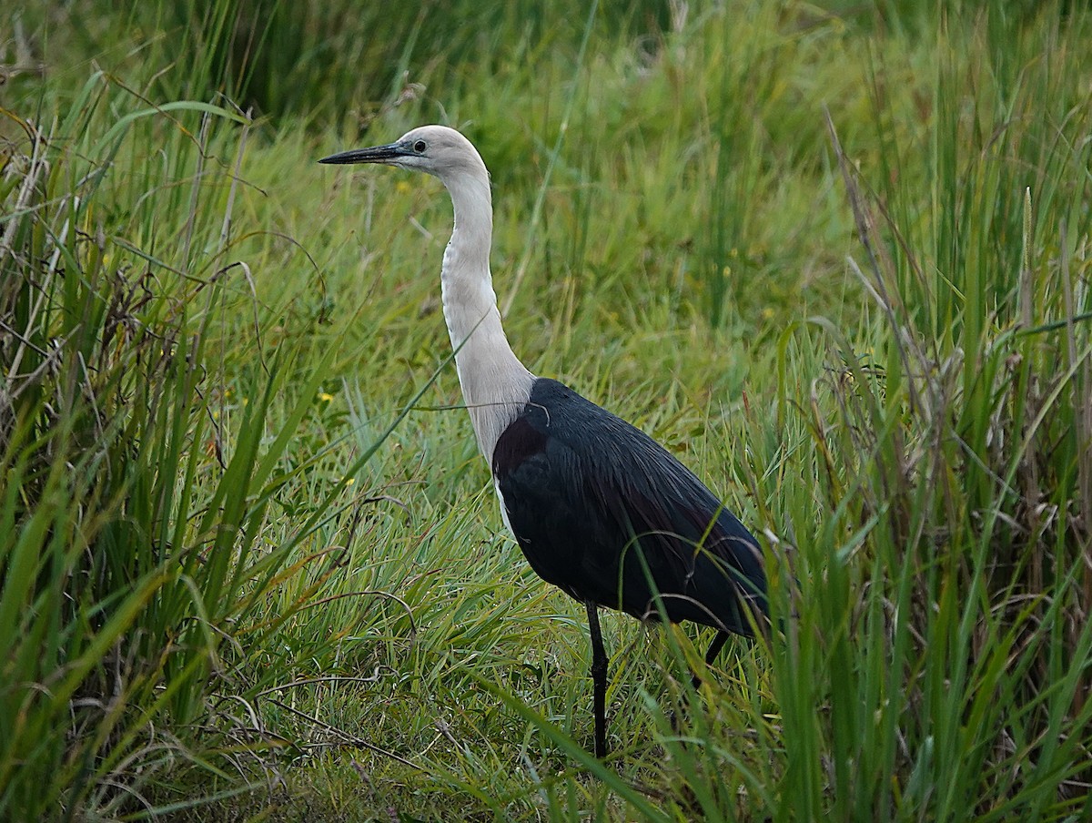 Pacific Heron - ML638215961