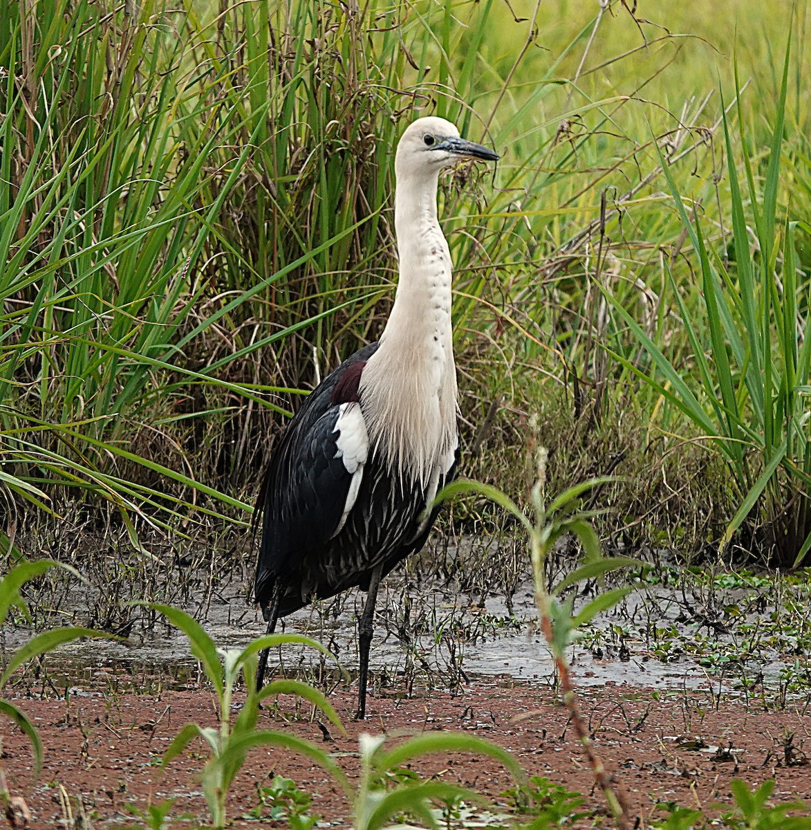 Pacific Heron - ML638215965