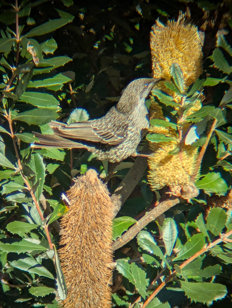 Little Wattlebird - ML638215974