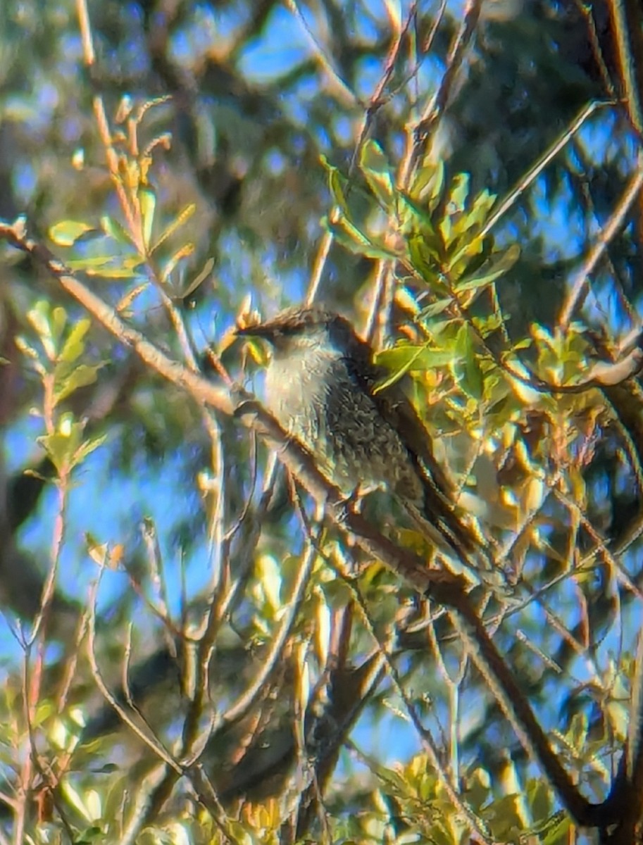 Little Wattlebird - ML638215976