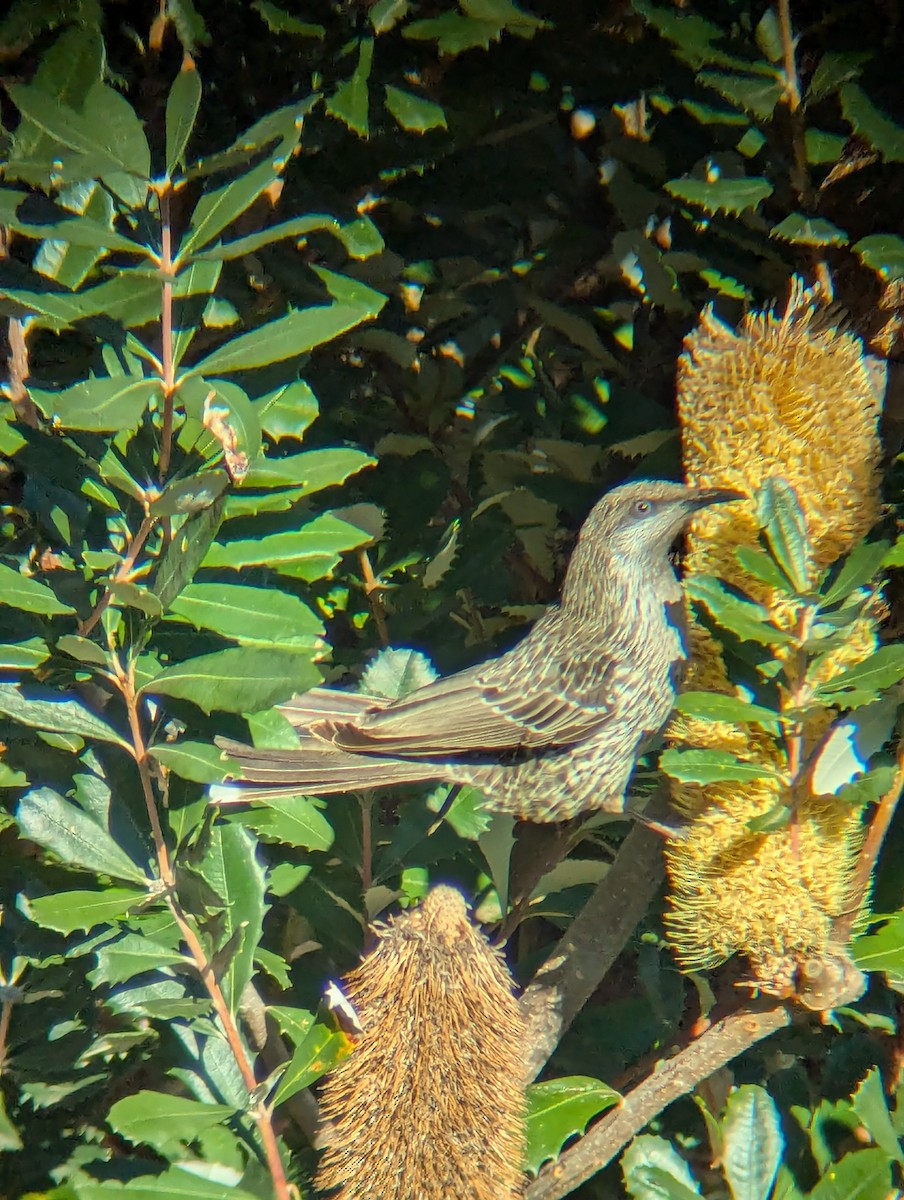 Little Wattlebird - ML638215977