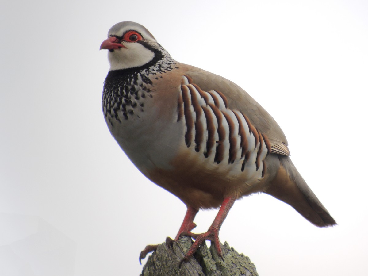 Red-legged Partridge - ML638215982