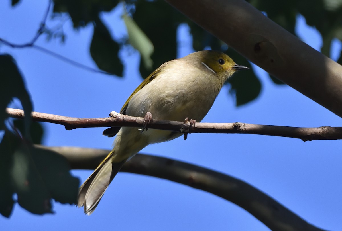 White-plumed Honeyeater - ML638215987