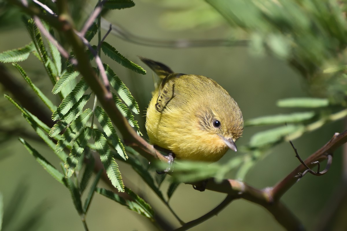 Yellow Thornbill - ML638215989