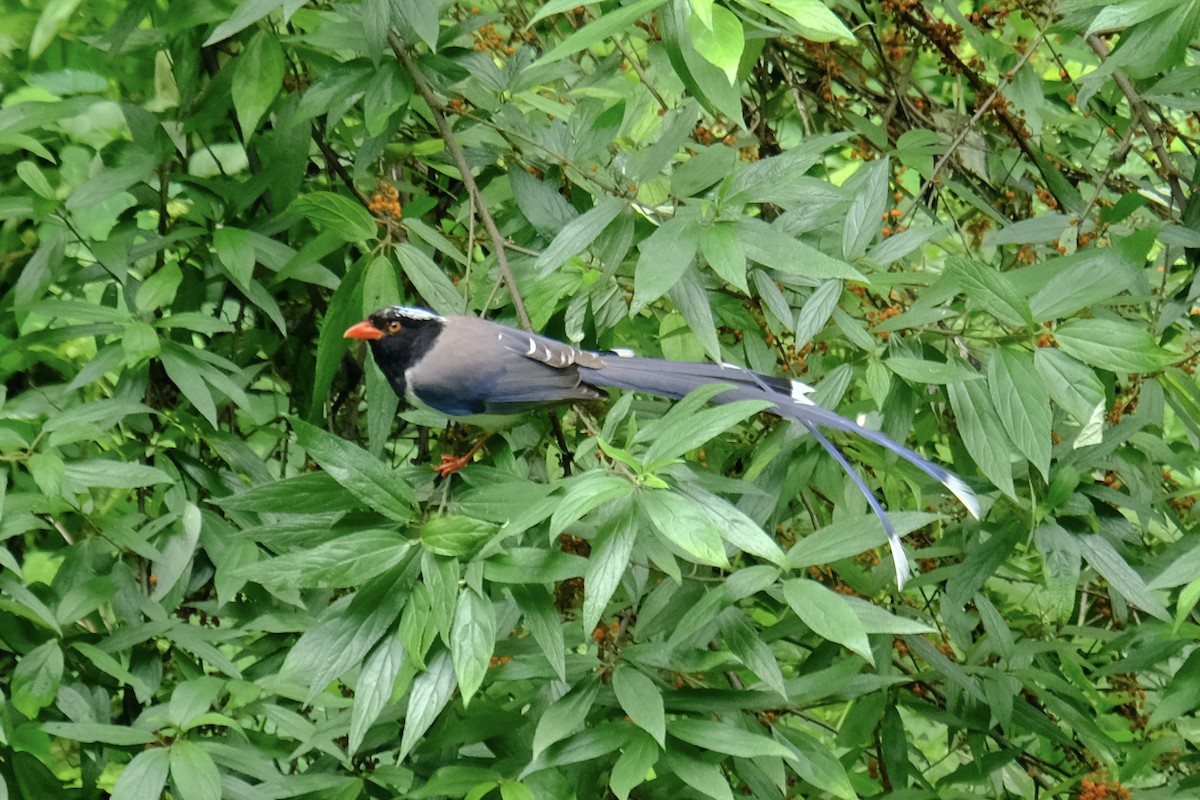 Red-billed Blue-Magpie - ML638215994