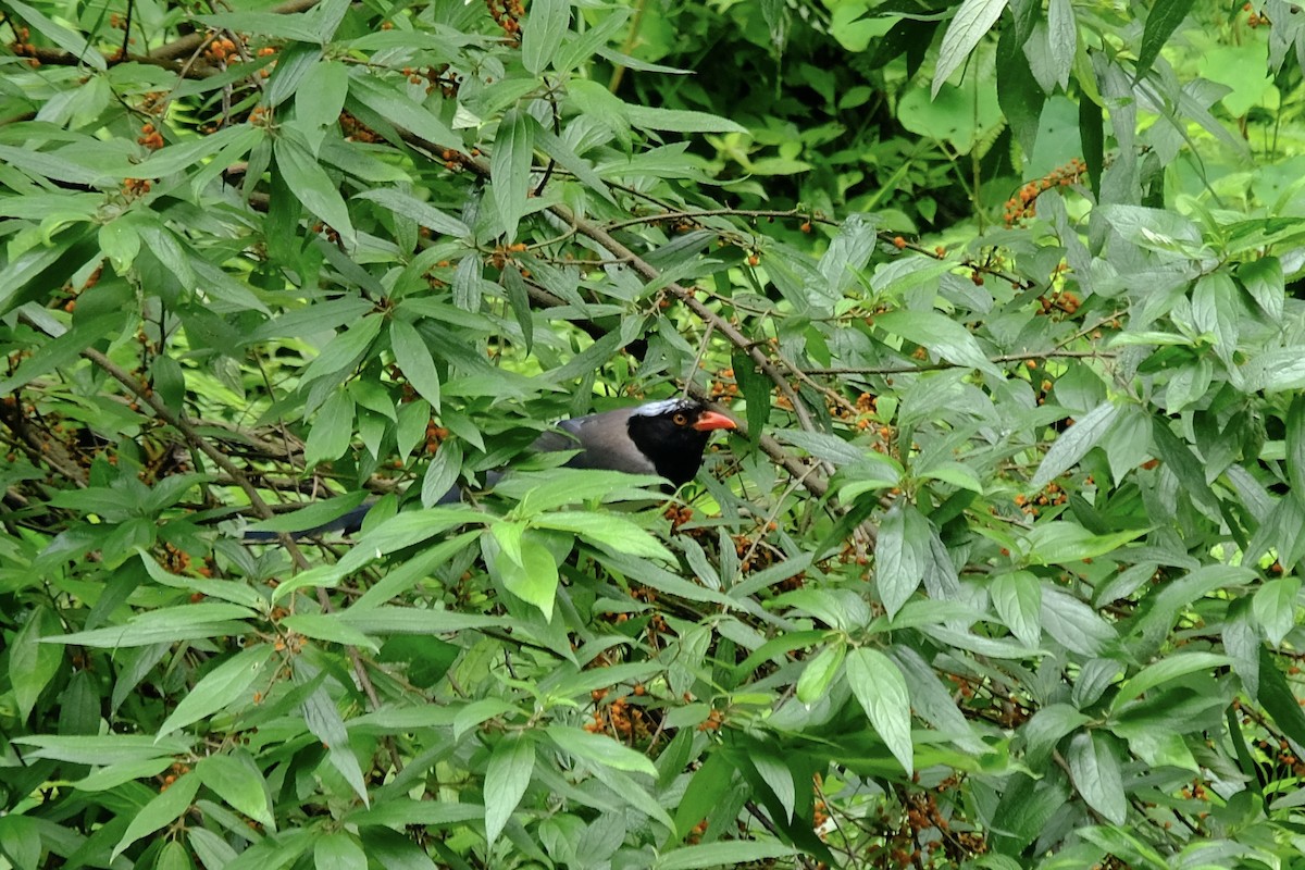 Red-billed Blue-Magpie - ML638215996
