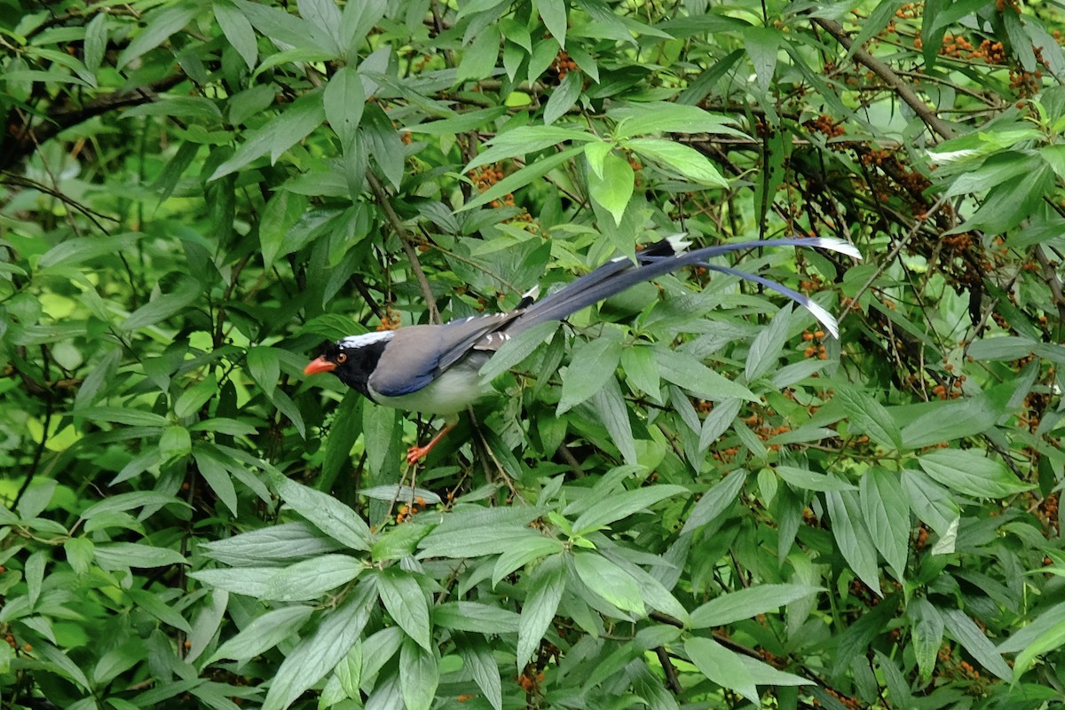 Red-billed Blue-Magpie - ML638215997