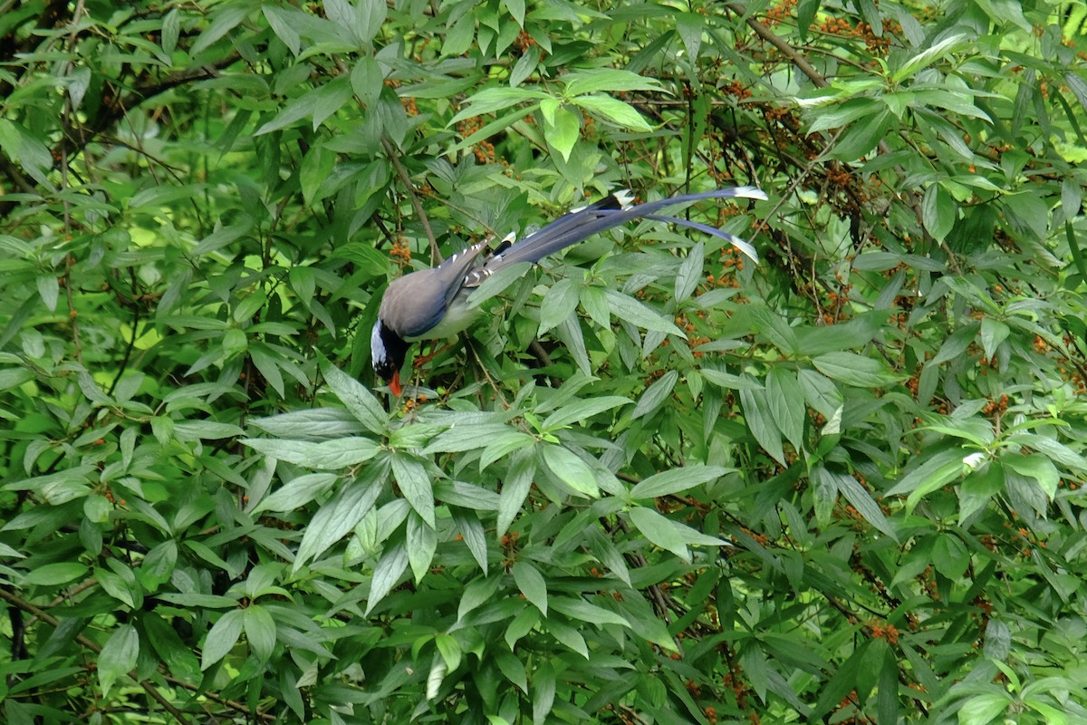 Red-billed Blue-Magpie - ML638215998