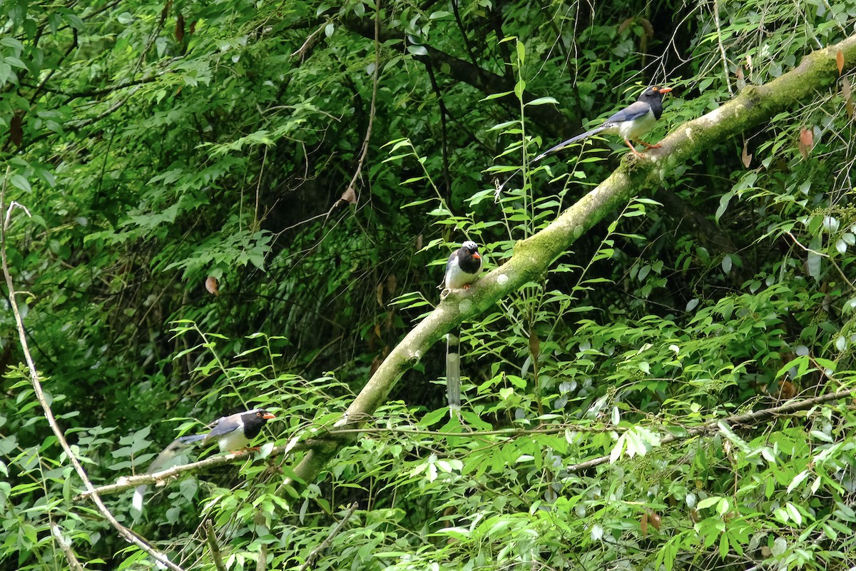Red-billed Blue-Magpie - ML638216000