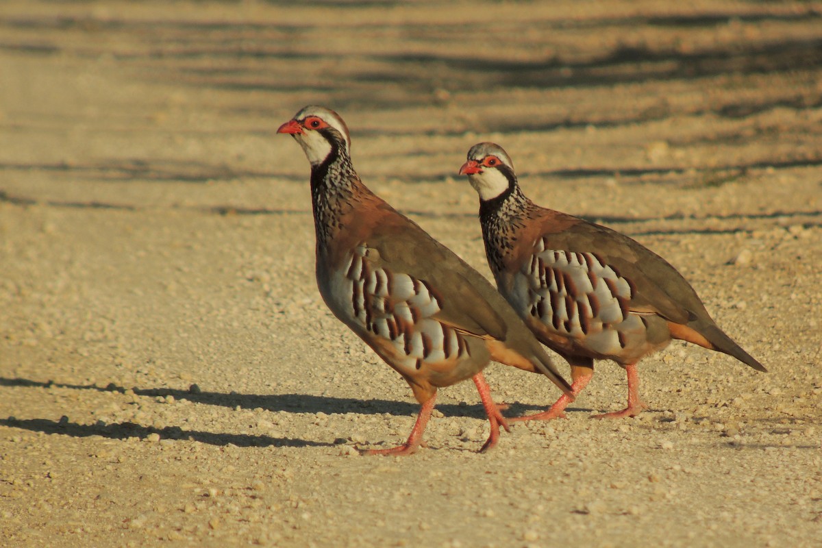 Red-legged Partridge - ML638216005