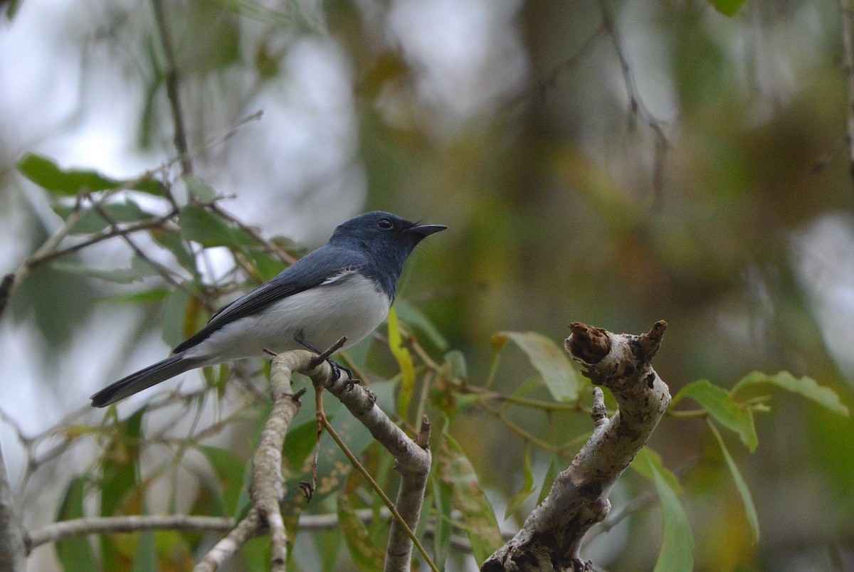 Leaden Flycatcher - ML638216021