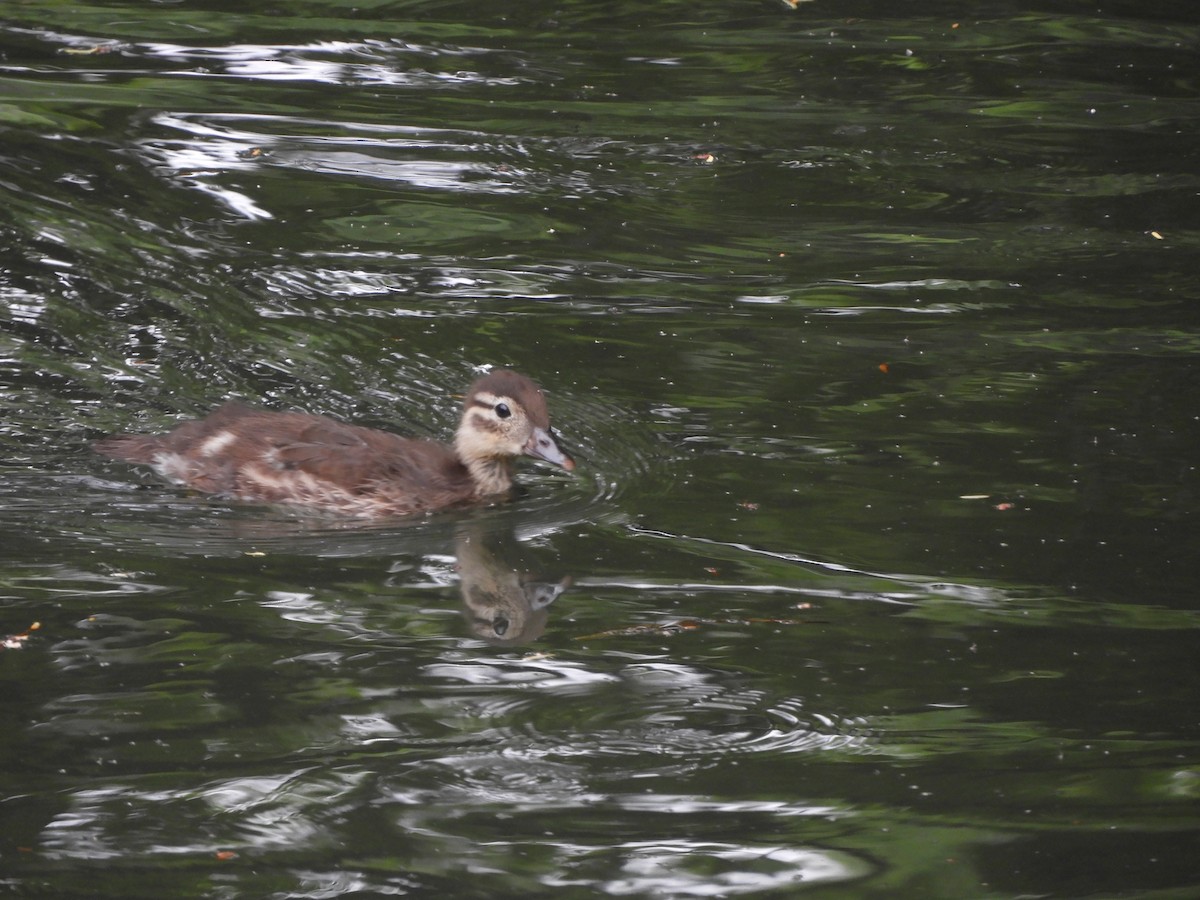 Mandarin Duck - ML638216023