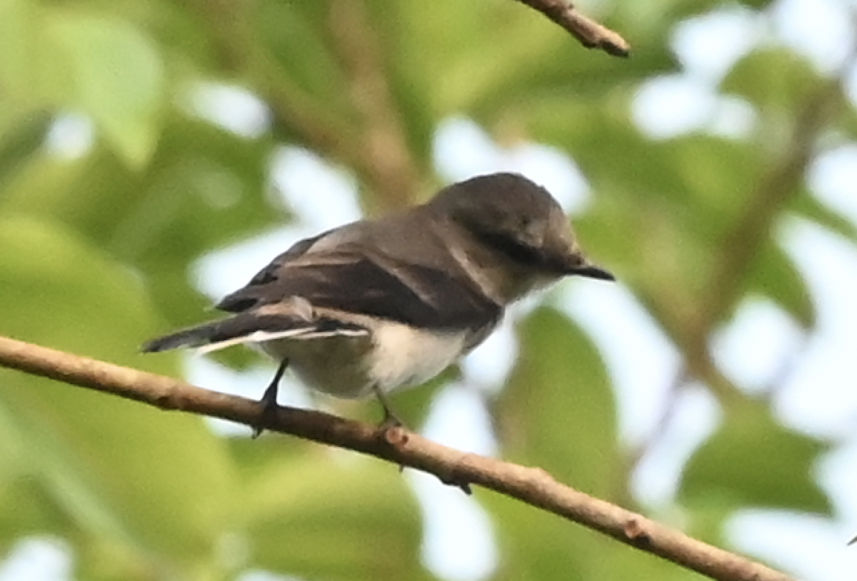 Brown-rumped Minivet - ML638216025