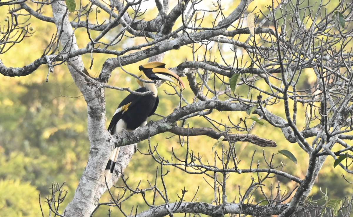 Great Hornbill - ML638216045