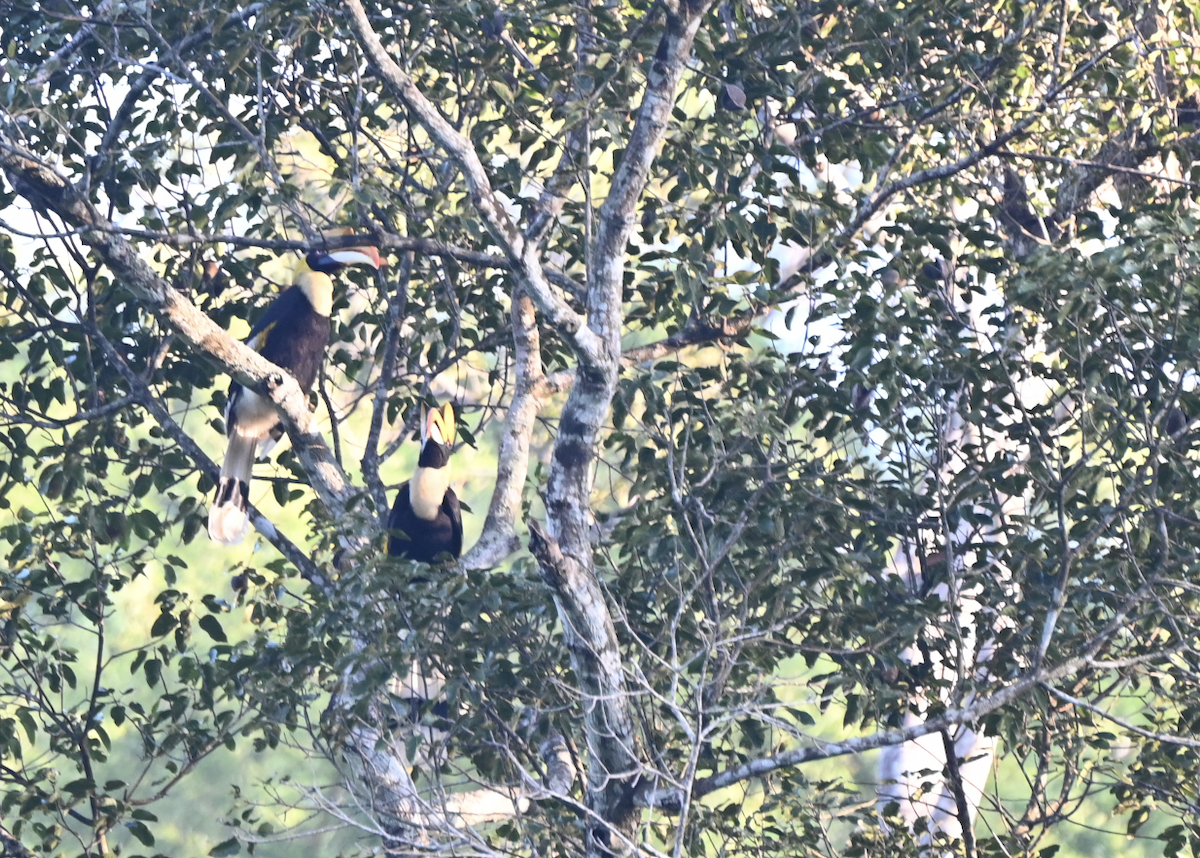 Great Hornbill - ML638216046
