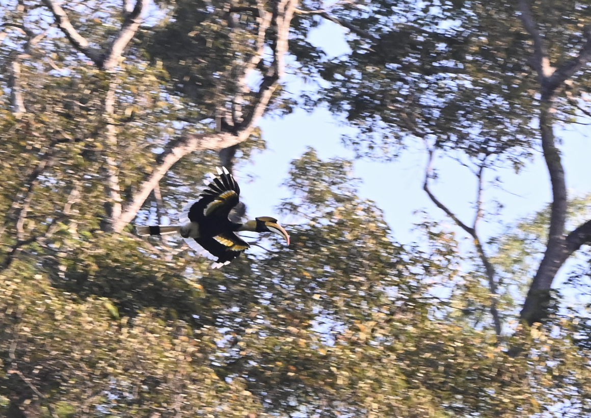 Great Hornbill - ML638216048