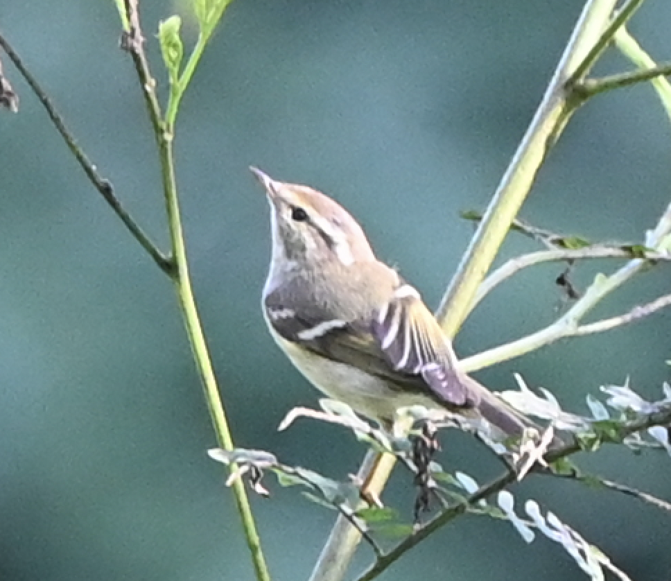 Yellow-browed Warbler - ML638216053