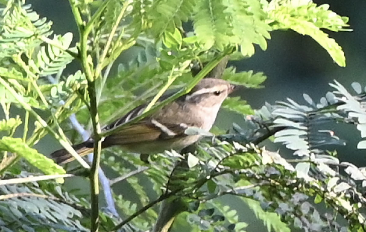 Yellow-browed Warbler - ML638216054