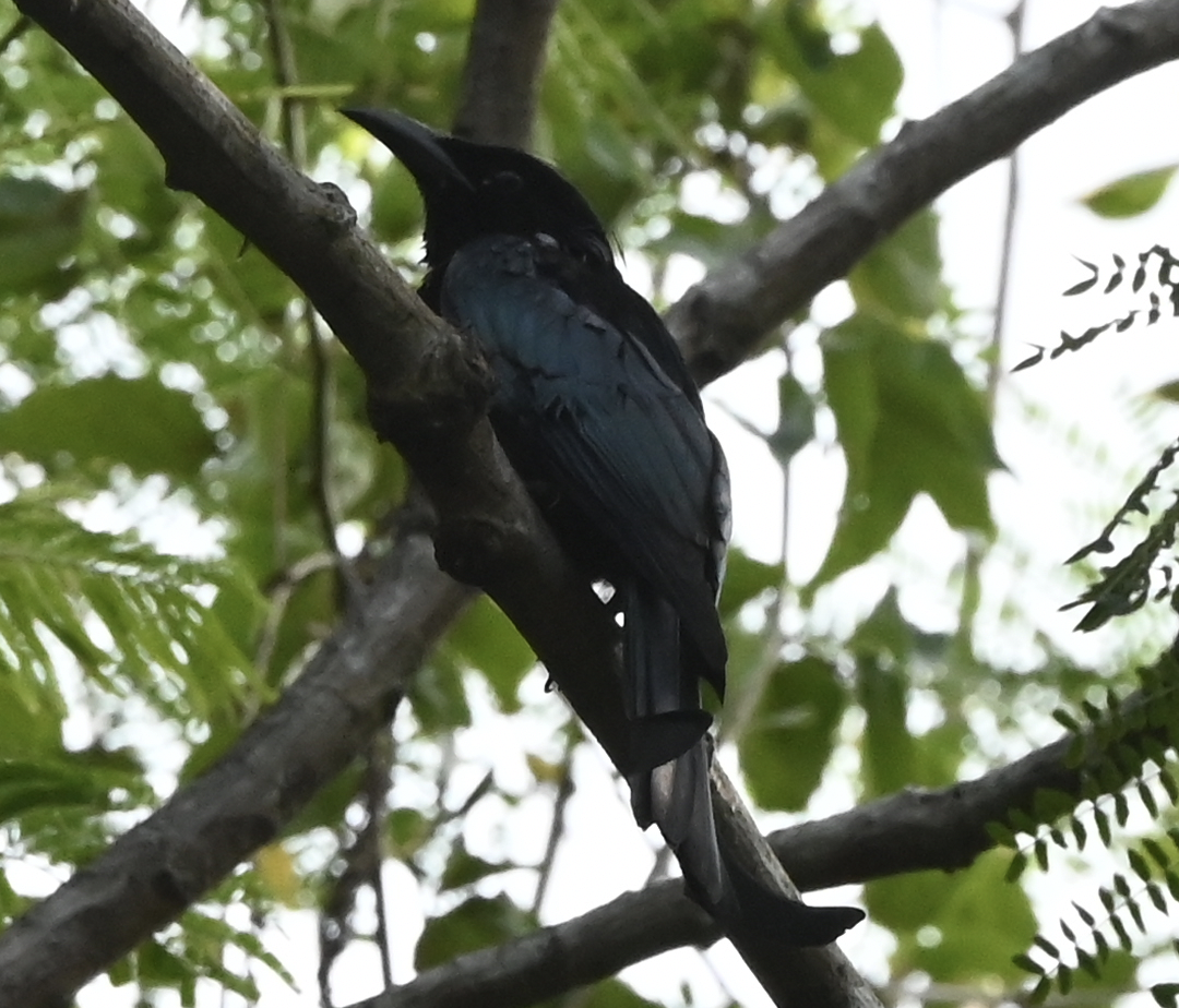 Hair-crested Drongo - ML638216057