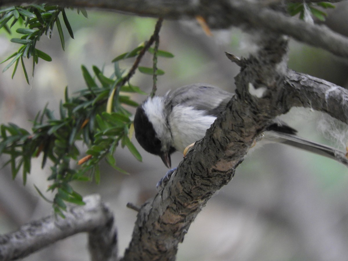 Marsh Tit - ML638216058