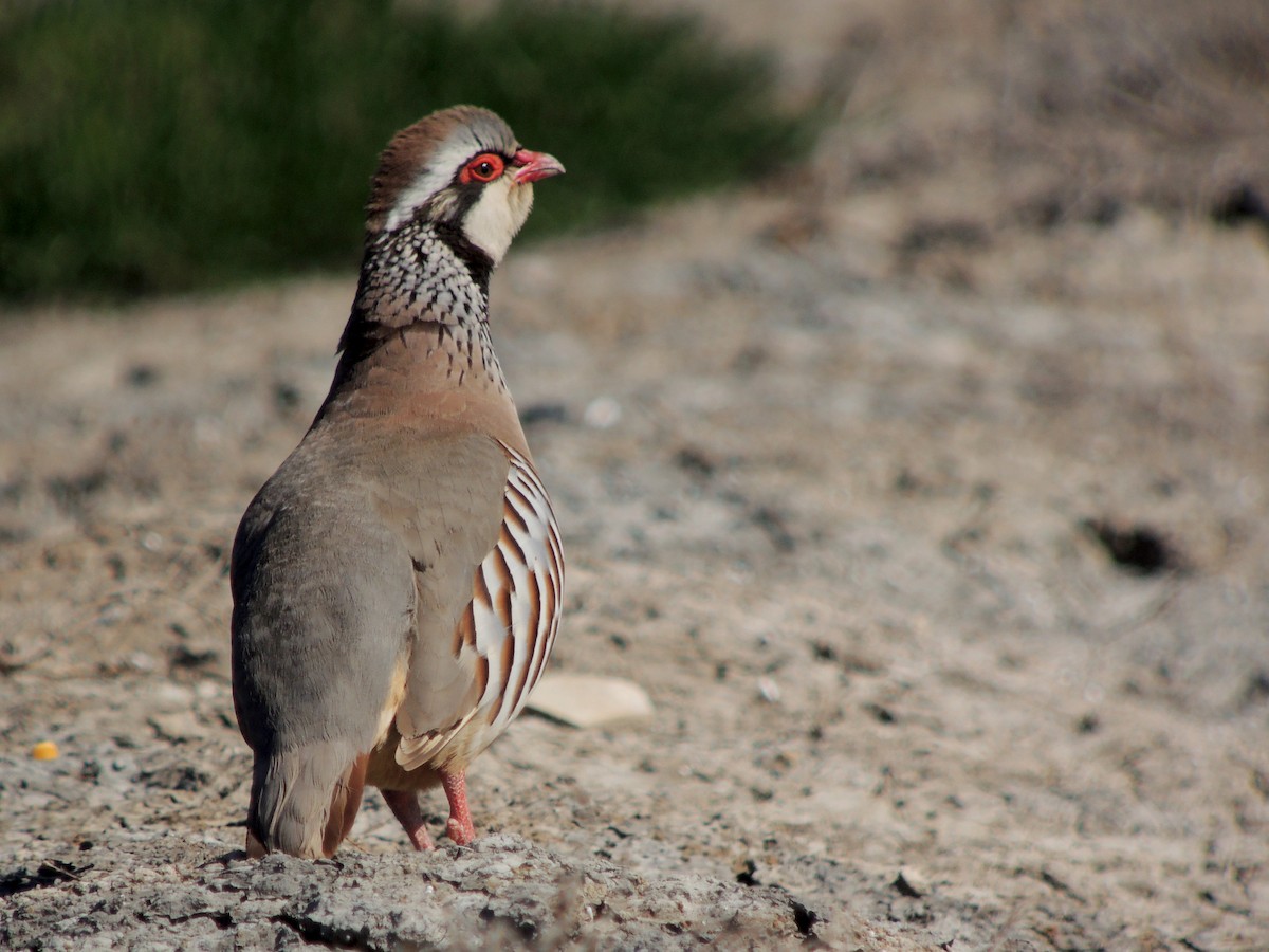 Red-legged Partridge - ML638216059