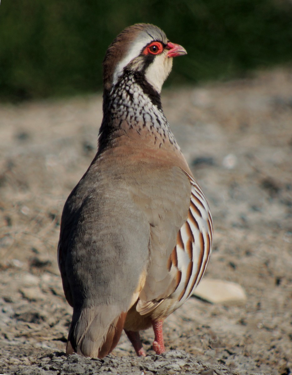 Red-legged Partridge - ML638216060