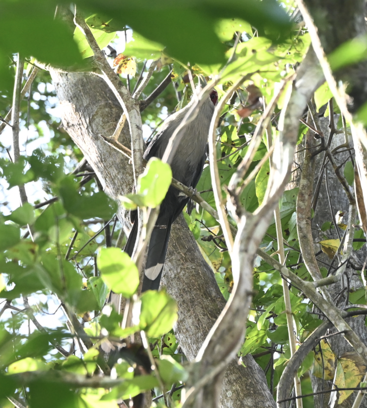 Green-billed Malkoha - ML638216062