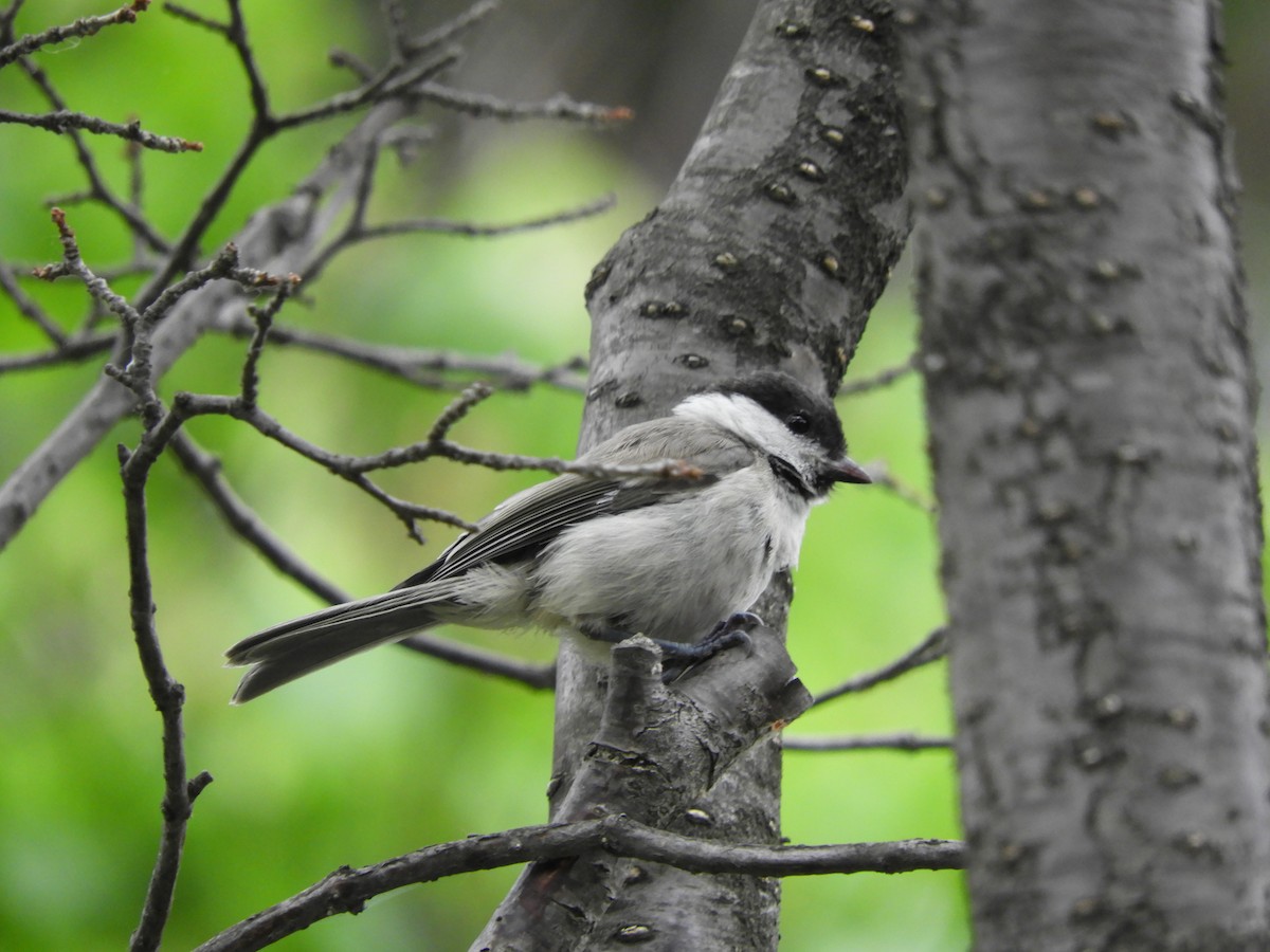 Marsh Tit - ML638216089
