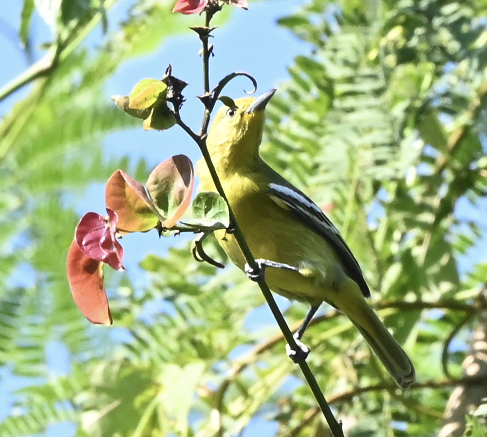 Common Iora - ML638216091