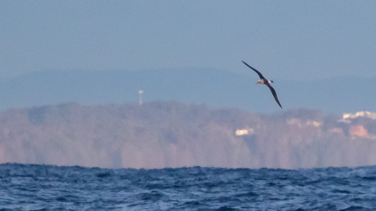 Buller's Albatross - ML638216100