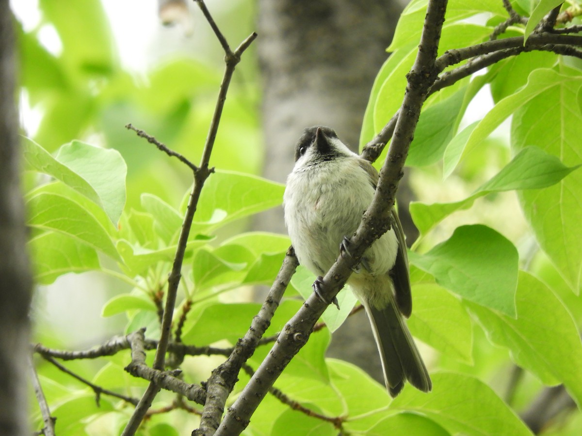 Marsh Tit - ML638216101