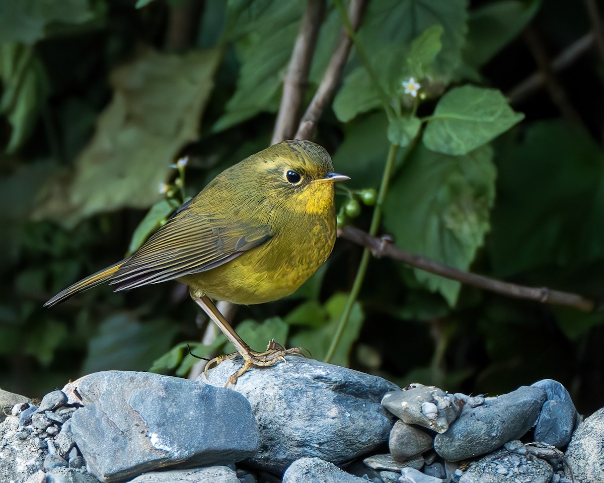Golden Bush-Robin - ML638216103
