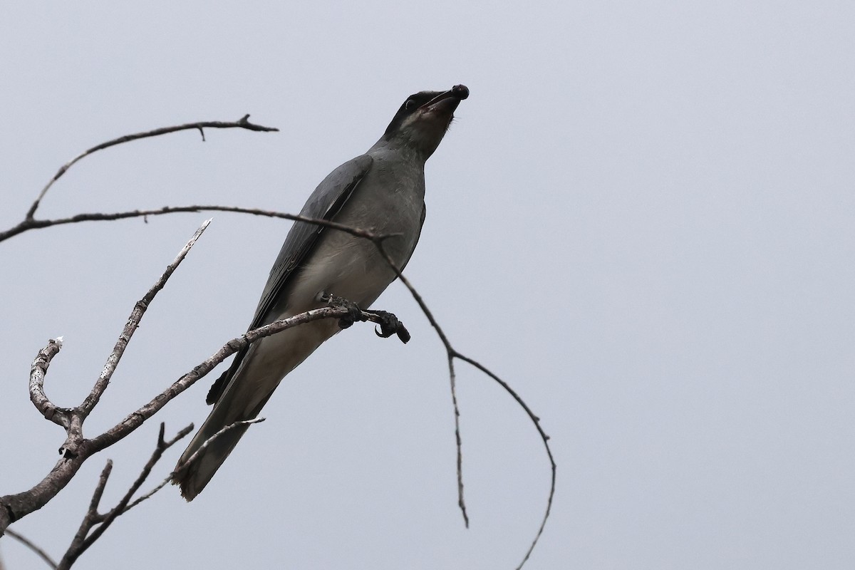 Black-faced Cuckooshrike - ML638216115