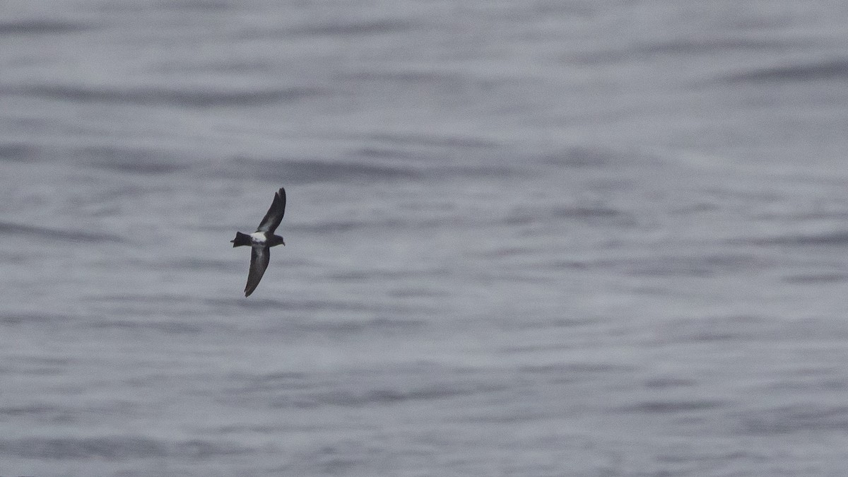 Black-bellied Storm-Petrel - ML638216122