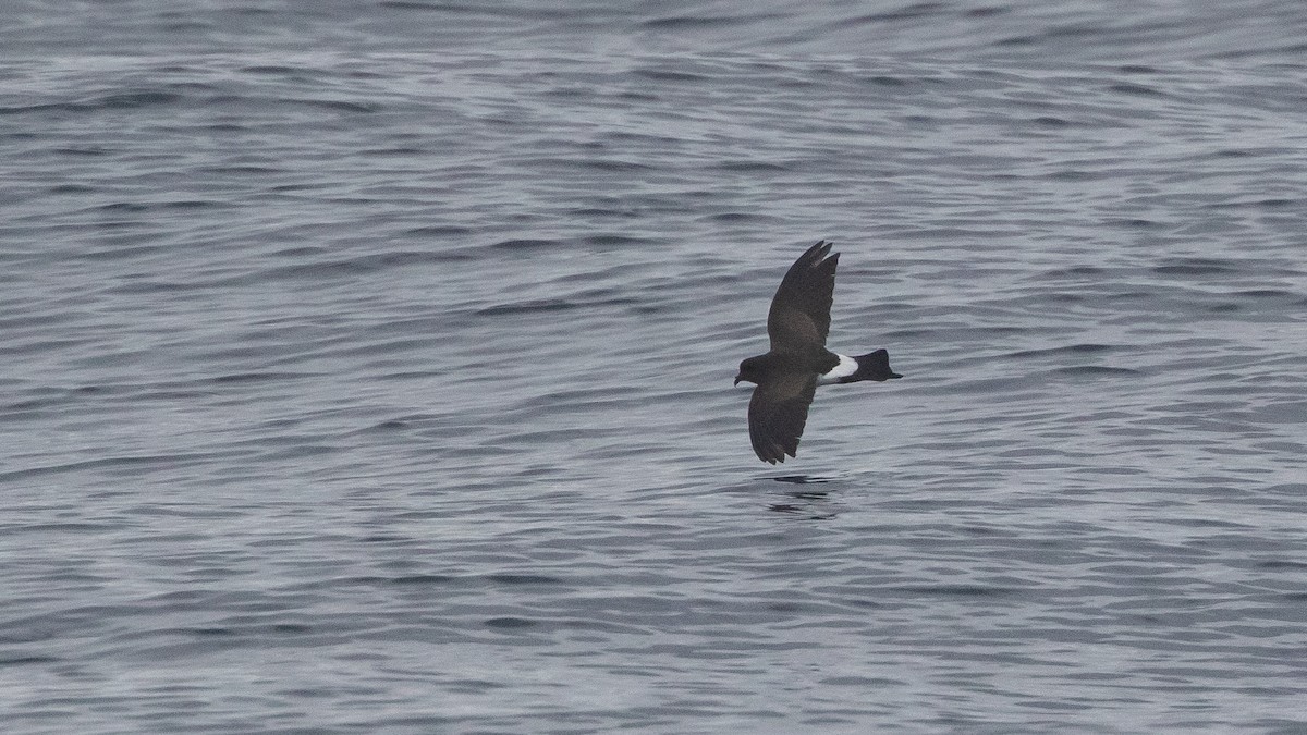 Black-bellied Storm-Petrel - ML638216123