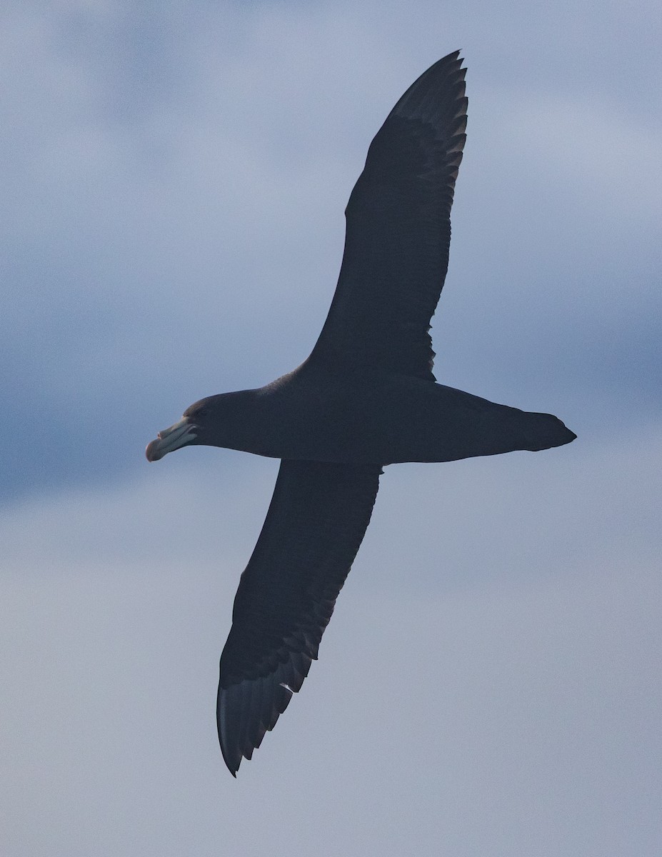 Northern Giant-Petrel - ML638216127