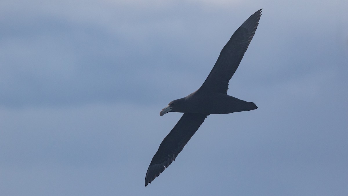 Northern Giant-Petrel - ML638216129