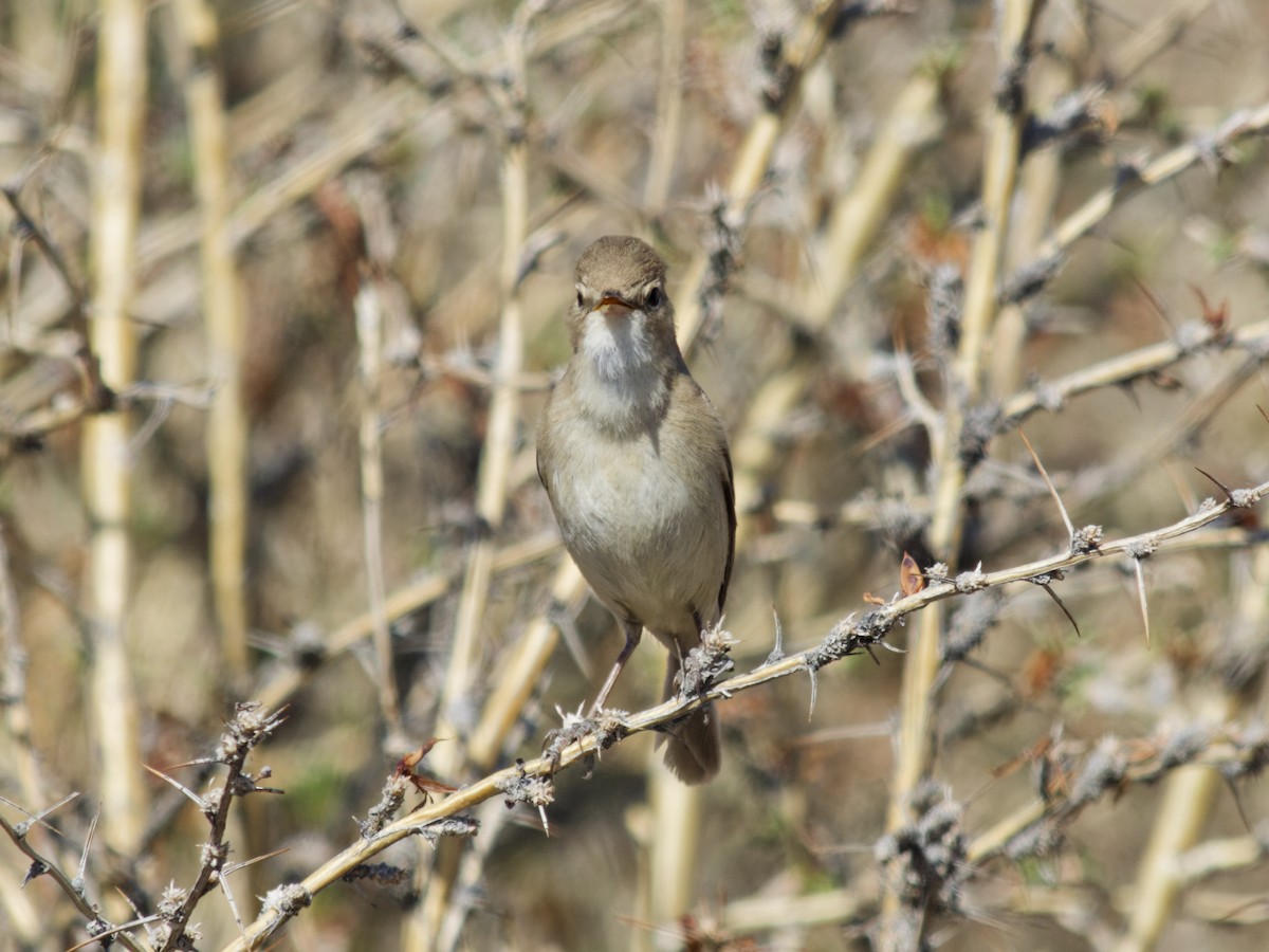Booted Warbler - ML638216133