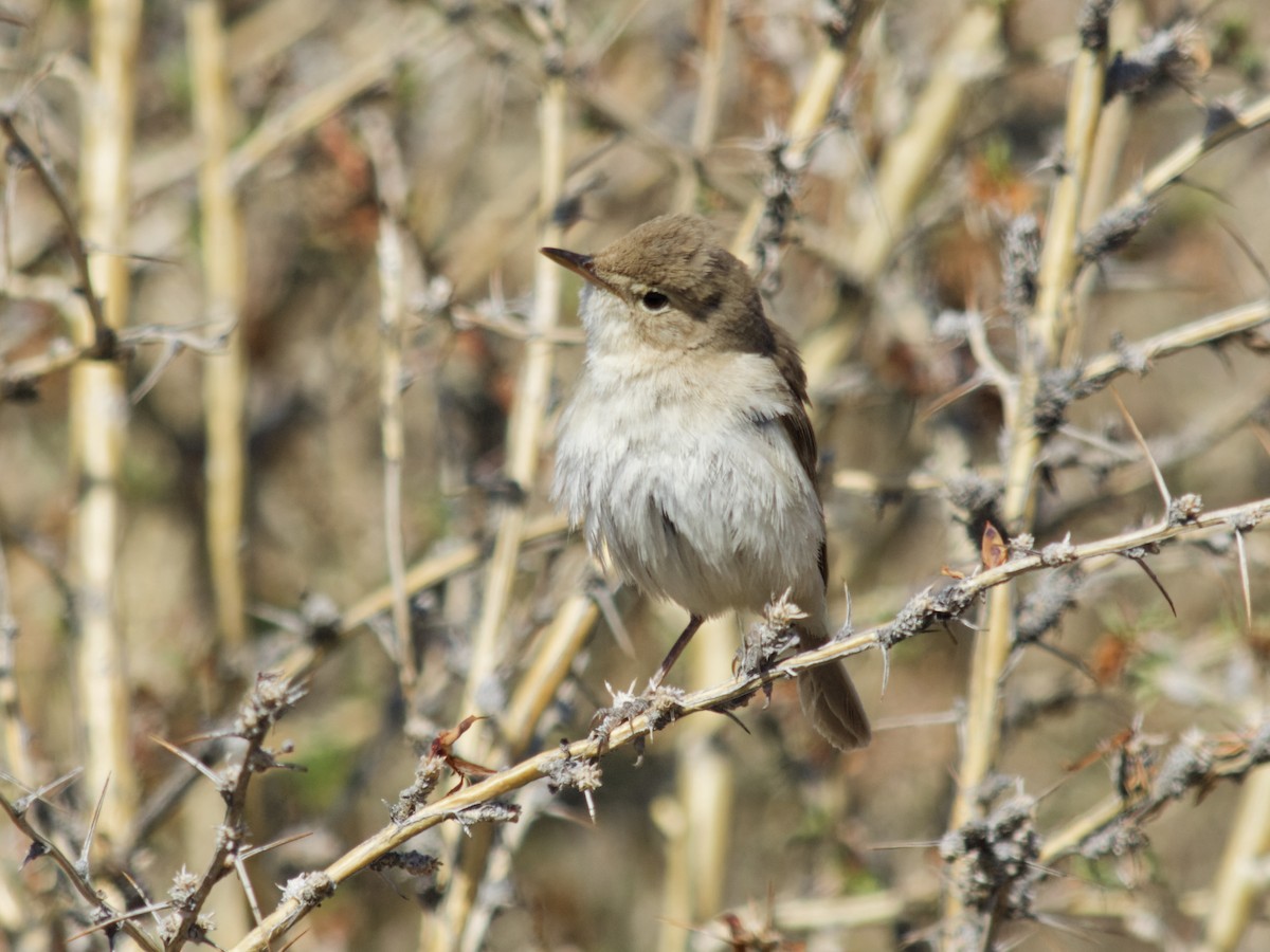 Booted Warbler - ML638216134